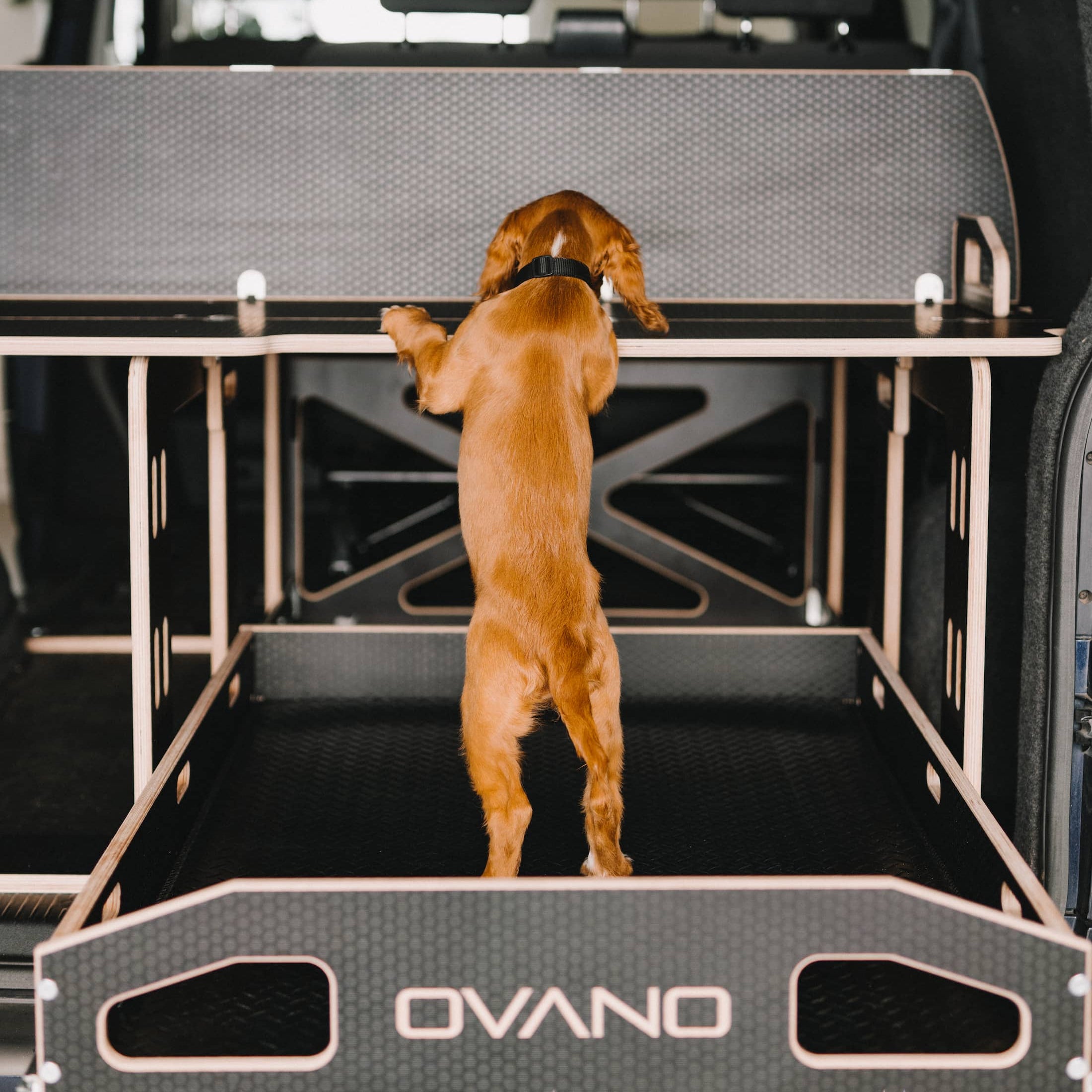 Red cocker spaniel standing in an Ovano switch narrow drawer unit