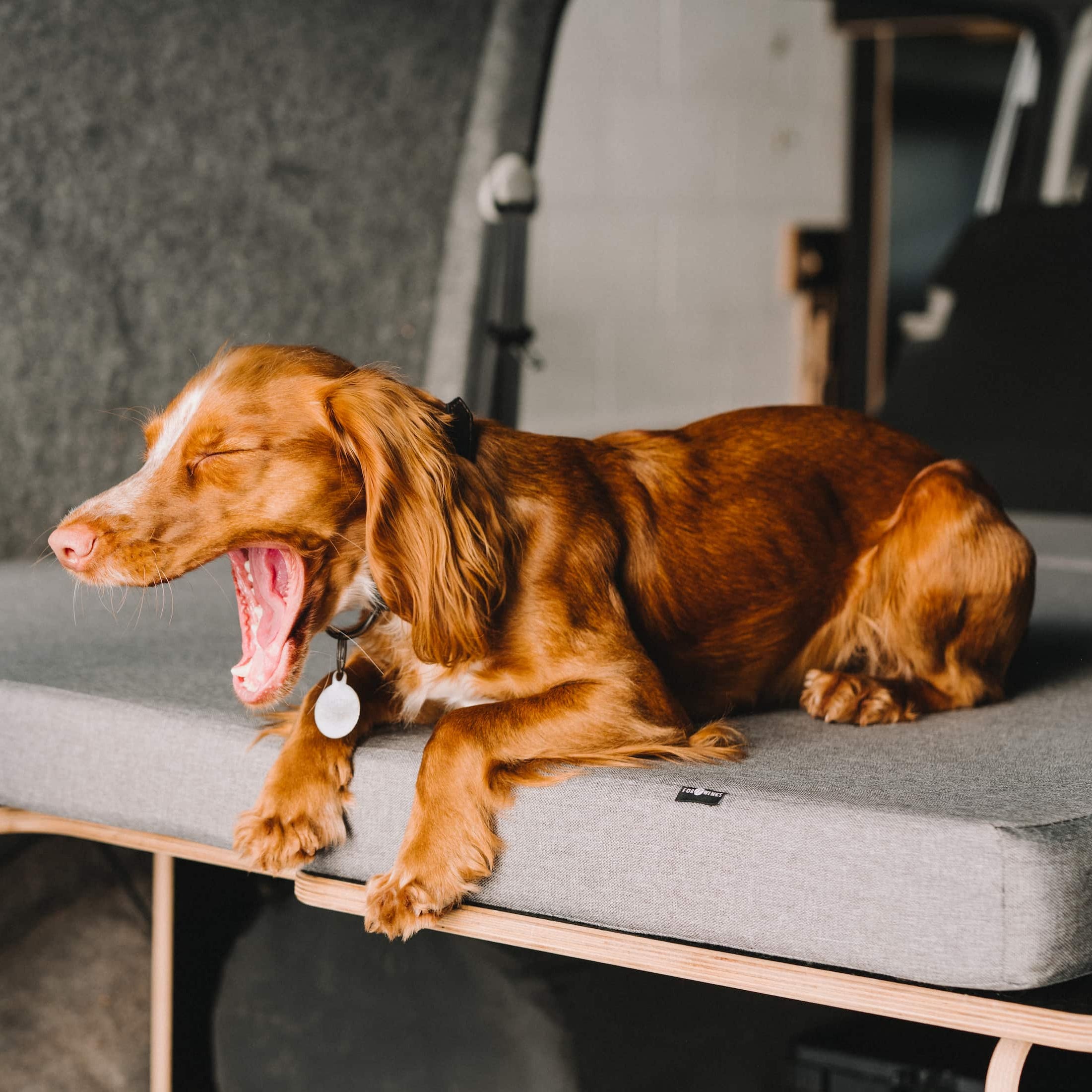 Red cocker spaniel yawning on a comfortable mattress for T5 & T6.